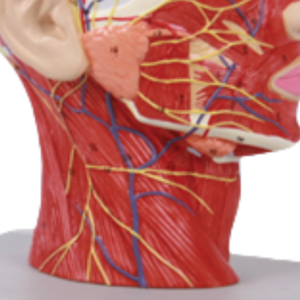 Ada แบบจำลองทางการแพทย์แบบจำลองทางพยาธิวิทยาของต่อมไทรอยด์และศีรษะและลำคอแบบจำลองทางระบบประสาทสำหรับการสาธิตโรคเครื่องมือการสอนทางการแพทย์ - Product Image 6