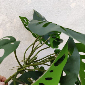 Cây Monstera Nhân Tạo Bán Sỉ 2022 Cây Leo Cây Treo Nhân Tạo Cây Xanh Trang Trí - Product Image 4