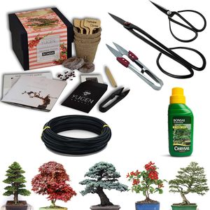 Kit de démarrage d'arbre bonsaï amusant pour apprenti, 5 espèces au choix, épicéa <span class=keywords><strong>bleu</strong></span>, utilisation au sol/suspendu, jardin d'intérieur, culture toute l'année - Product Image 3