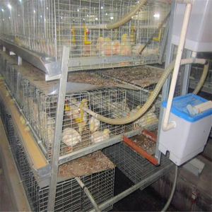 Thiết Bị Gia Cầm Thương Hiệu Nổi Tiếng Thế Giới Lồng Gà Thịt Loại H - Product Image 3