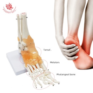 Modelo de Anatomía de la articulación del pie FRT027 <span class=keywords><strong>tobillo</strong></span> de PVC de tamaño real incluye ligamento hueso <span class=keywords><strong>humano</strong></span> recurso de enseñanza anatómica - Product Image 3