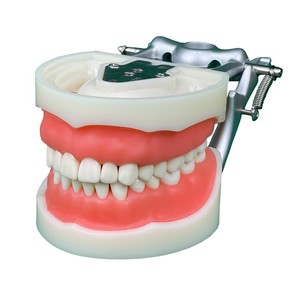 Modèle dentaire anatomique 32 dents, gencive souple, modèle pédagogique en silicone médical - Product Image 1