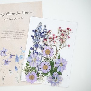 ชุดดอกไม้แห้งอัดสีธรรมชาติหลากสี สำหรับงานเรซิ่น DIY ทำเทียน และงานประดิษฐ์จากพืช - Product Image 6