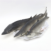 Ensemble de 3 modèles de poissons simulés en PU, design côtier, représentant un sturgeon chinois, un requin et un poisson à bouche incurvée, objets décoratifs