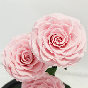 Roses 2022 Hot Selling Natural Preserved Roses Long Life Roses Forever Eternal Roses In Dome Glass For Valentine's Day Gift