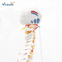 Modelo Anatómico de Columna Vertebral y Pelvis con Músculos de Colores, para Entrenamiento de Fisioterapia, con Certificaciones CE/ISO/ROHS/CNAS