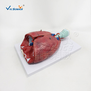 Modèle de système respiratoire haute précision à 7 composants avec structures anatomiques clairement marquées pour une utilisation universitaire - Product Image 2