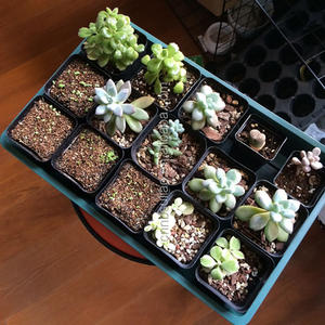 Plateaux de graines artificiel, 5 pièces, <span class=keywords><strong>plateau</strong></span> de démarrage de semis, humidité réglable, Kit de démarrage de plantes avec dôme et Base pour serre - Product Image 3