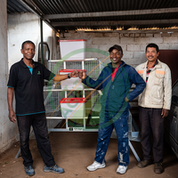 Cage automatique à 3 niveaux pour poulets en acier galvanisé, capacité de 120 oiseaux, système de collecte des œufs pour élevage avicole commercial