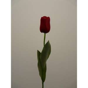 ทิวลิปสเปรย์ X1 65CM RD - Product Image 1