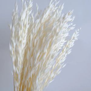 <span class=keywords><strong>Flores</strong></span> secas reales para decoración del hogar, hierba de Avena Sativa, ramo Natural salvaje, <span class=keywords><strong>flores</strong></span> secas para decoración del hogar - Product Image 6