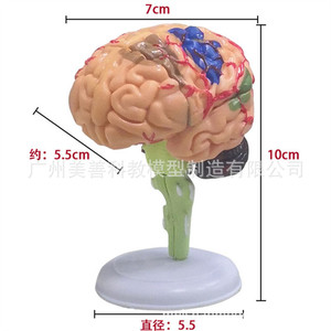 Cerveau 4D assemblé, modèle de cerveau humain détachable, anatomie du cerveau, vaisseaux sanguins cérébraux, artères, matériel pédagogique de neurologie - Product Image 3