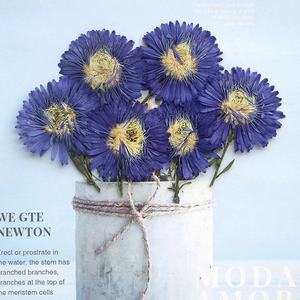 12 unids/pack New York <span class=keywords><strong>Aster</strong></span>/Michaelmas Daisy con tallo flor prensada para marco caja del teléfono vela arte <span class=keywords><strong>de</strong></span> resina - Product Image 2