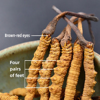 Cordyceps Tiens de seda, Cordyceps Militaris7