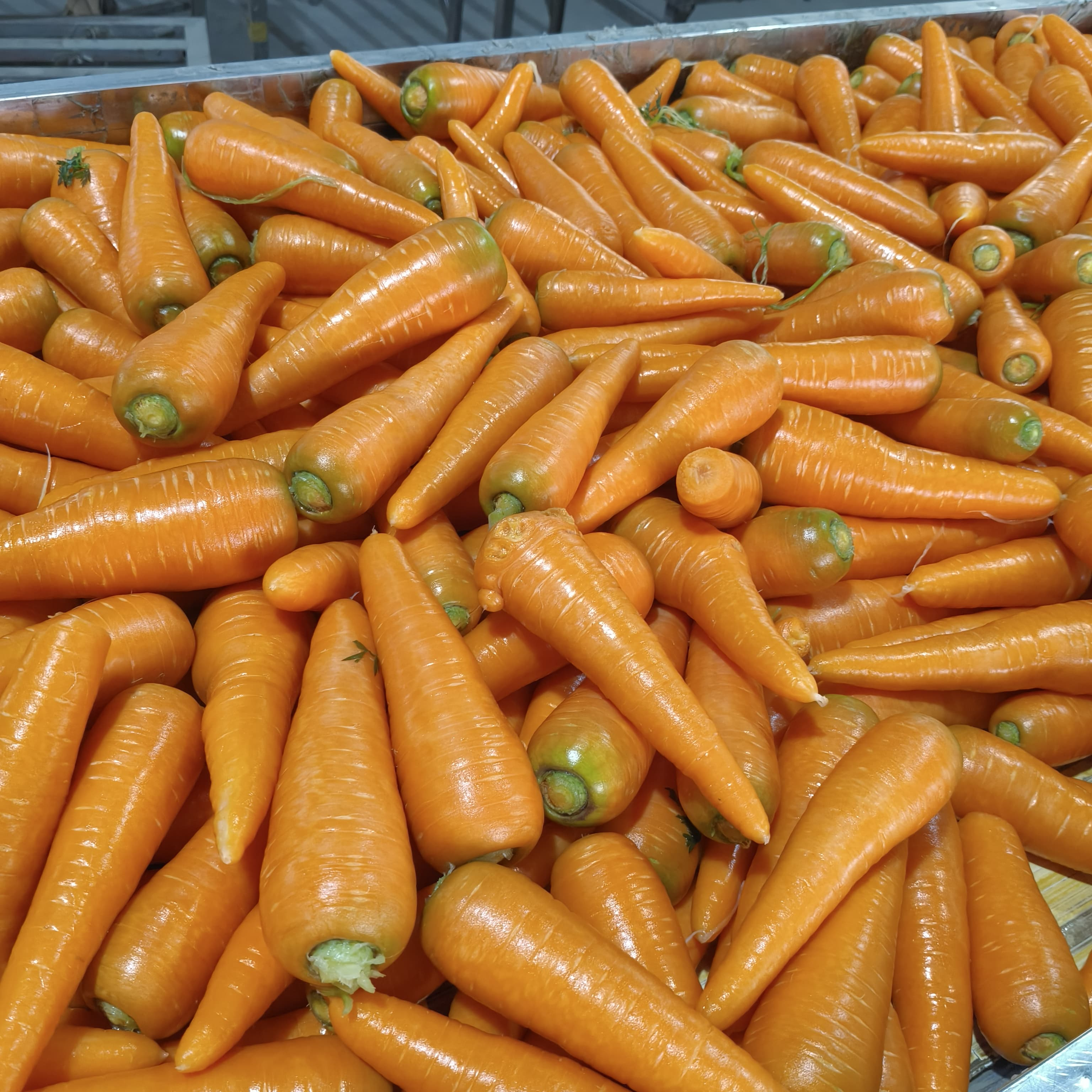 New Crop Fresh Carrot 150/200g China Red Carrot Factory Supply