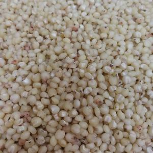 2023 yeni ürün çin tahıl ham beyaz sorgum sıcak satış - Product Image 5