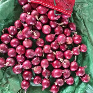Légumes délicieux 3-4 cm Petites et grandes tailles Oignon rouge Oignon frais chinois - Product Image 5