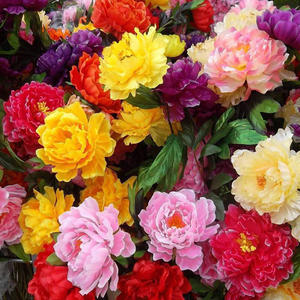 Plantes de pivoine d'origine adaptées à la décoration de jardins et de cours, fleurs ornementales à floraison longue durée - Product Image 6