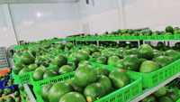 Biologische Verse Groene Pomelo Grapefruit Met Roze Vruchtvlees Klasse 1 Groene Huid Gekweekt Voor Usa Europa-Linda Whatsap 0084989322607