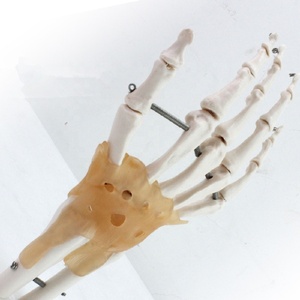 Mô hình khớp tay và cổ tay manikin - Product Image 5