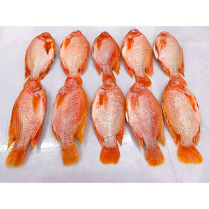 Meilleures ventes <span class=keywords><strong>de</strong></span> produits <span class=keywords><strong>de</strong></span> la mer, tilapia rouge congelé entier, <span class=keywords><strong>poisson</strong></span> frais rond à vendre - Product Image 6