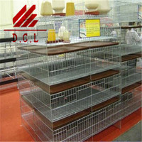 Cage 5 cases pour élevage de poules, équipement de ferme à volaille, diamant, distributeur automatique avec batterie