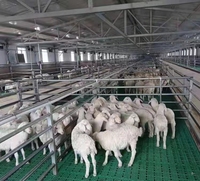 Dê Chăn Nuôi Nhựa Tấm Lát Sàn Và Dê Feeder Trang Trại Thiết Bị
