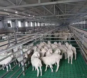 Plancher en plastique de lamelle de bétail de chèvre et équipement agricole de mangeoire de chèvre