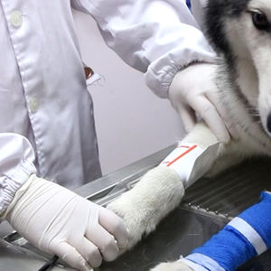 베리 환자 모니터 액세서리 수의사 사용 ECG 케이블 클립 동물 혈압 커프 - Product Image 5