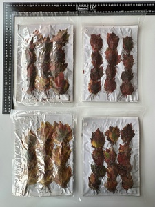 1000 pièces/paquet feuille d'érable des marais série de couleurs d'<span class=keywords><strong>automne</strong></span> feuille pressée pour cadre de peinture <span class=keywords><strong>Photo</strong></span> - Product Image 6