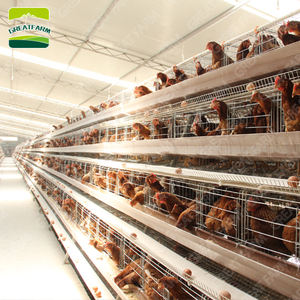 Özel boyut tavuk kümesi çevrimiçi tavuk kümesi bana yakın tavuk kümesi büyük çalışma - Product Image 5