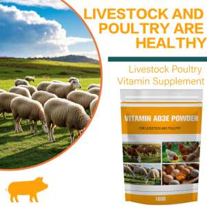 ผงวิตามิน AD3E สำหรับปศุสัตว์/สัตว์ปีกและอาหารเสริมเร่งการเจริญเติบโตของแกะบูสเตอร์ไข่ปรับปรุงภูมิคุ้มกันโดยทั่วไป - Product Image 5