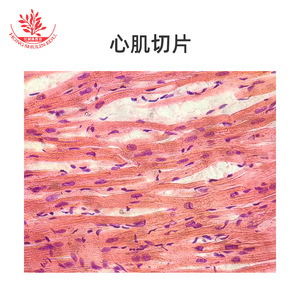 Typical slide categories of <b>microscope</b> slides can be used as student gift <b>microscope</b> slides for myocardial specimens. - Product Image 3