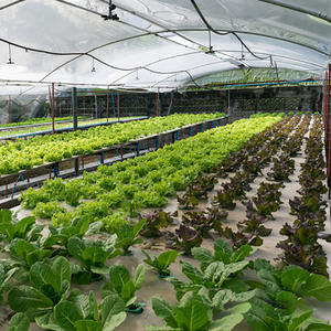 Serre d'agriculture 2020, fabrication chinoise avec hydroponique - Product Image 5