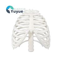 Modelo de Caja Torácica Móvil, Esqueleto de Torso Humano, Adorno Decorativo de Caja Torácica Suave, Accesorio de Exhibición, Disponible en Varios Tamaños y Colores