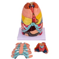 Modelo Anatómico Avanzado de Cavidad Torácica con Laringe, Pulmón, Corazón, Hígado y Fígado Pulmonar, y Simulador de Demostración Respiratoria