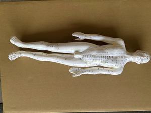 एक्यूपंक्चर बिंदु पेशी शरीर रचना विज्ञान मानव शरीर एक्यूपंक्चर मॉडल 60CM - Product Image 6