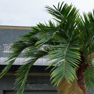 Palmiers artificiels <span class=keywords><strong>en</strong></span> fibre de verre de haute qualité sur mesure de 20 pieds, palmiers tropicaux artificiels pour une utilisation <span class=keywords><strong>en</strong></span> piscine extérieure - Product Image 5