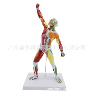 Modèle musculaire humain coloré de 50 cm, système de structure articulée, anatomie, aide pédagogique pour la remise en forme, art médical - Product Image 3