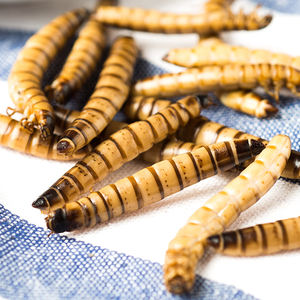 Sterilizzazione fisica e conservazione Eco Fresh Supperworm molitor muffa per geco cibo Torosfish pasto - Product Image 3