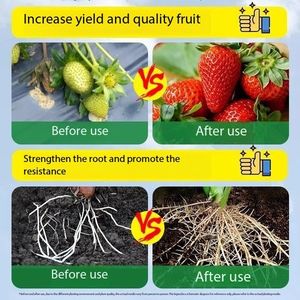 Liquide nutritif fleur générale pour plantes Dracaena sanderiana Facai arbre pomme verte hydroponique en pot fleur domestique - Product Image 4