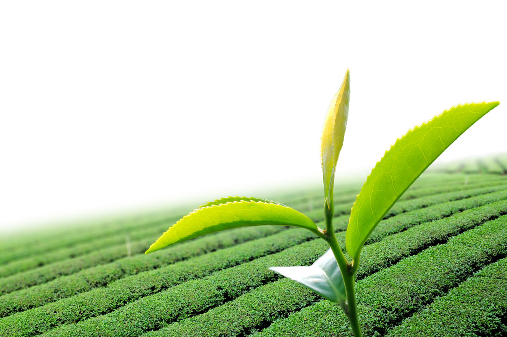 CAS 3081-61-6 %98 L-Theanine EGCG Yeşil Çay Ekstresi Çay Polifenol Tozu 4