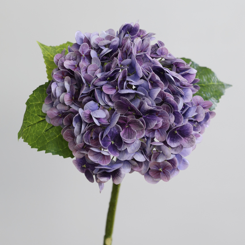 noir et violet