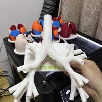 Modelo de Entrenamiento Bronquoscópico - Modelo de Fibrobroncoscopia Pulmonar Nivel 4 - Práctica de Fibroscopia en Nivel 4 Blanco Duro