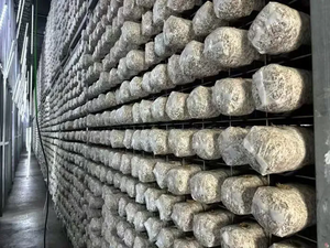 Planta <span class=keywords><strong>de</strong></span> semilla <span class=keywords><strong>de</strong></span> hongo Contenedor <span class=keywords><strong>de</strong></span> envío <span class=keywords><strong>de</strong></span> cultivo inteligente Sistema <span class=keywords><strong>de</strong></span> almacenamiento <span class=keywords><strong>de</strong></span> máquina <span class=keywords><strong>de</strong></span> germinación <span class=keywords><strong>de</strong></span> cebada - Product Image 3