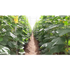 Serre verte durable et robuste en polyéthylène avec filet d'ombrage vert résistant aux UV pour légumes, fruits, fleurs et pépinières - Product Image 4