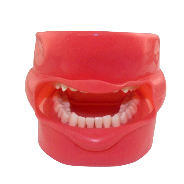 Низкая цена, стоматологическая фантомная головка, модель манекена для продажи