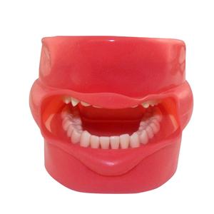 Prezzo basso dentale <span class=keywords><strong>Phantom</strong></span> Head Senior manichino modello in vendita - Product Image 1