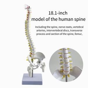 Modelo <span class=keywords><strong>de</strong></span> esqueleto humano <span class=keywords><strong>de</strong></span> 45cm para ciencia médica con hernia <span class=keywords><strong>de</strong></span> disco, Nervio, columna Cervical, columna Lumbar, pelvis y <span class=keywords><strong>huesos</strong></span> <span class=keywords><strong>de</strong></span> las piernas - Product Image 2