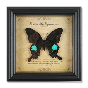 Tassidermia di Farfalle Vere in Legno Naturale di Alta Qualità, Vendita Calda - Product Image 2